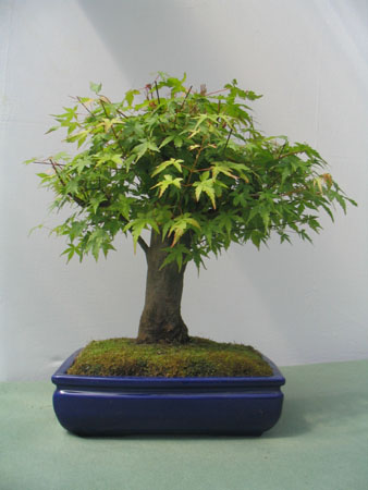 Acer Japónico